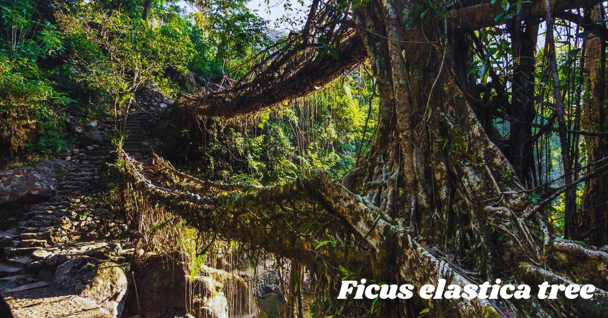 Double Decker Living Root Bridge: 2 Levels of Wonder